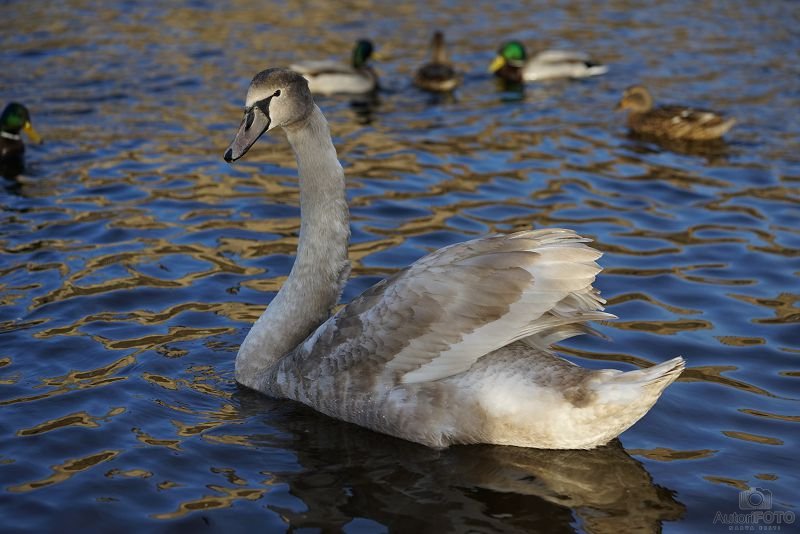 Muu - Andrei Nikitin