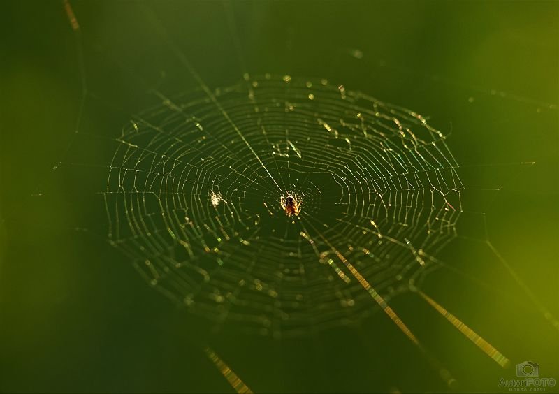 Muu - Andrei Nikitin