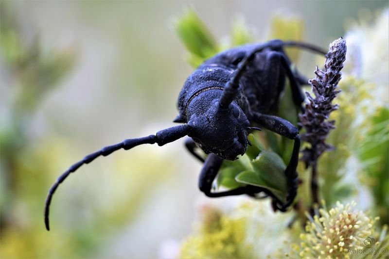 Muu - Andrei Nikitin