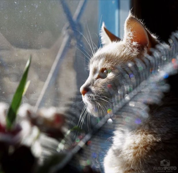 Muu - Andrei Nikitin