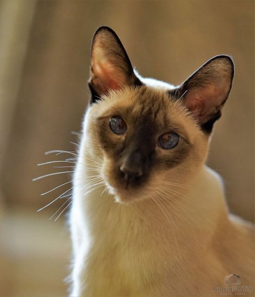 Muu - Andrei Nikitin