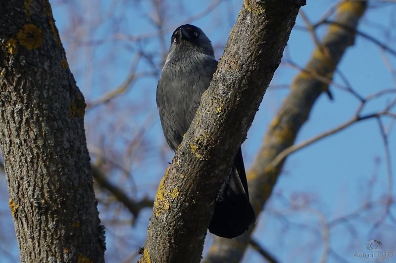 Muu - Andrei Nikitin