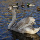 Muu - Andrei Nikitin