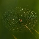 Muu - Andrei Nikitin