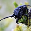 Muu - Andrei Nikitin