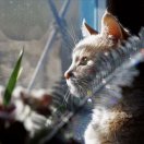 Muu - Andrei Nikitin