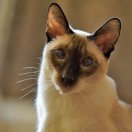 Muu - Andrei Nikitin