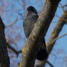 Muu - Andrei Nikitin