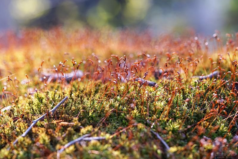 Peizaj - Andrei Nikitin